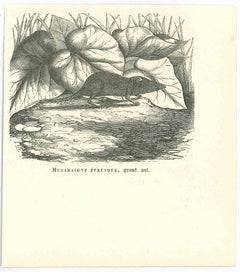 The Mouse - Lithograph by Paul Gervais - 1854