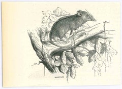 La souris - Lithographie originale de Paul Gervais - 1854
