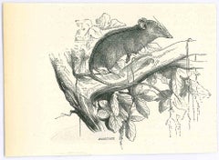 Il topo - Litografia originale di Paul Gervais - 1854