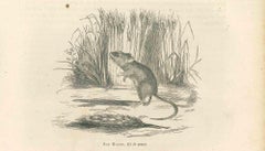 Antique The Mouse - Original Lithograph by Paul Gervais - 1854