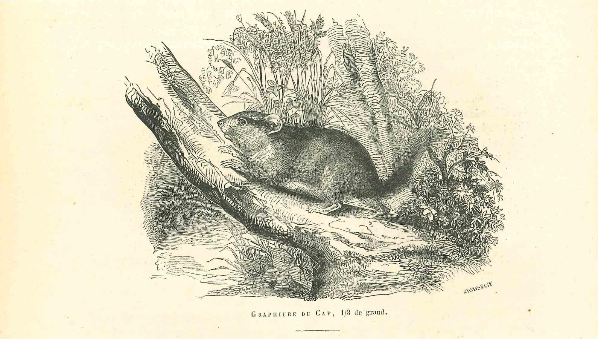 The Mouse is an original lithograph on ivory-colored paper, realized by Paul Gervais (1816-1879). The artwork is from The Series of "Les Trois Règnes de la Nature", and was published in 1854.

Good conditions.

Titled on the lower.

The series of