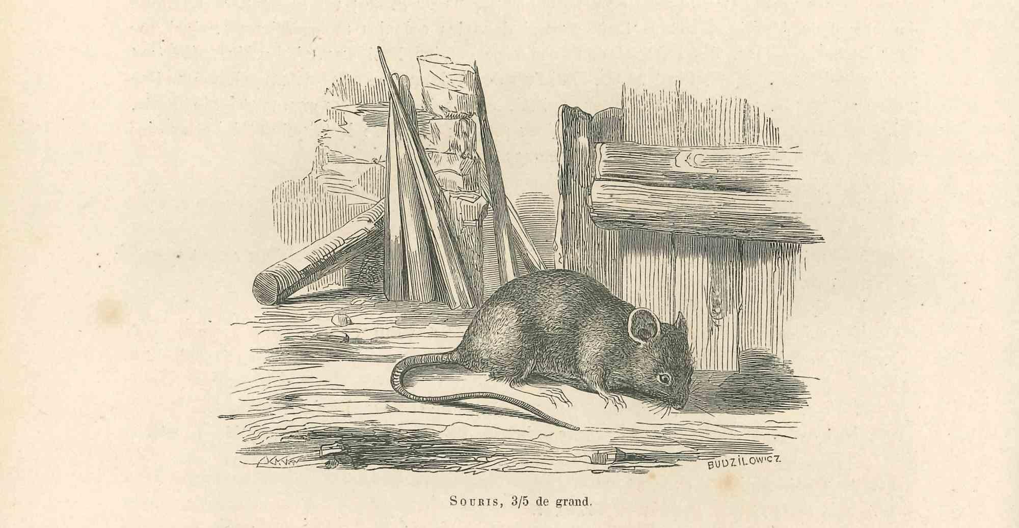 The Mouse is an original lithograph on ivory-colored paper, realized by Paul Gervais (1816-1879). The artwork is from The Series of "Les Trois Règnes de la Nature", and was published in 1854.

Good conditions.

Titled on the lower.

The series of