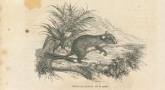 Antique The Mouse - Original Lithograph by Paul Gervais - 1854