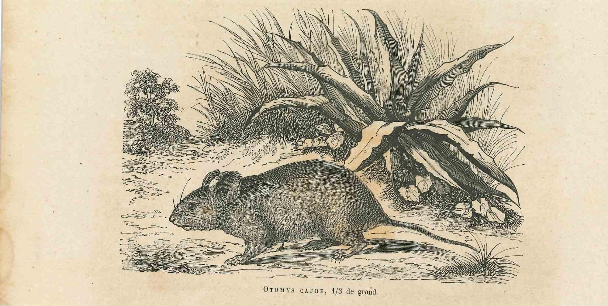 The Mouse is an original lithograph on ivory-colored paper, realized by Paul Gervais (1816-1879). The artwork is from The Series of "Les Trois Règnes de la Nature", and was published in 1854.

Good conditions.

Titled on the lower. With the notes on