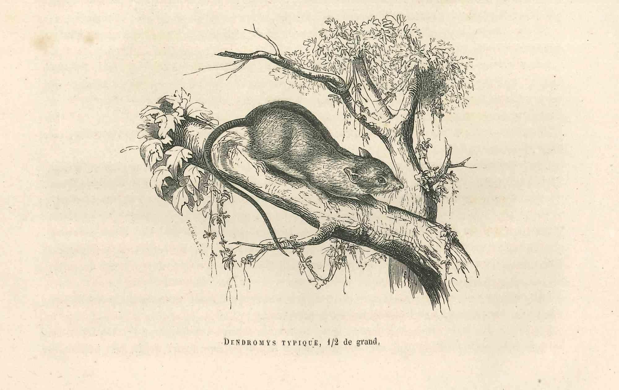 The Mouse is an original lithograph on ivory-colored paper, realized by Paul Gervais (1816-1879). The artwork is from The Series of "Les Trois Règnes de la Nature", and was published in 1854.

Good conditions with minor Stain.

Titled on the lower.