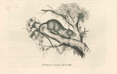 La souris - Lithographie originale de Paul Gervais - 1854