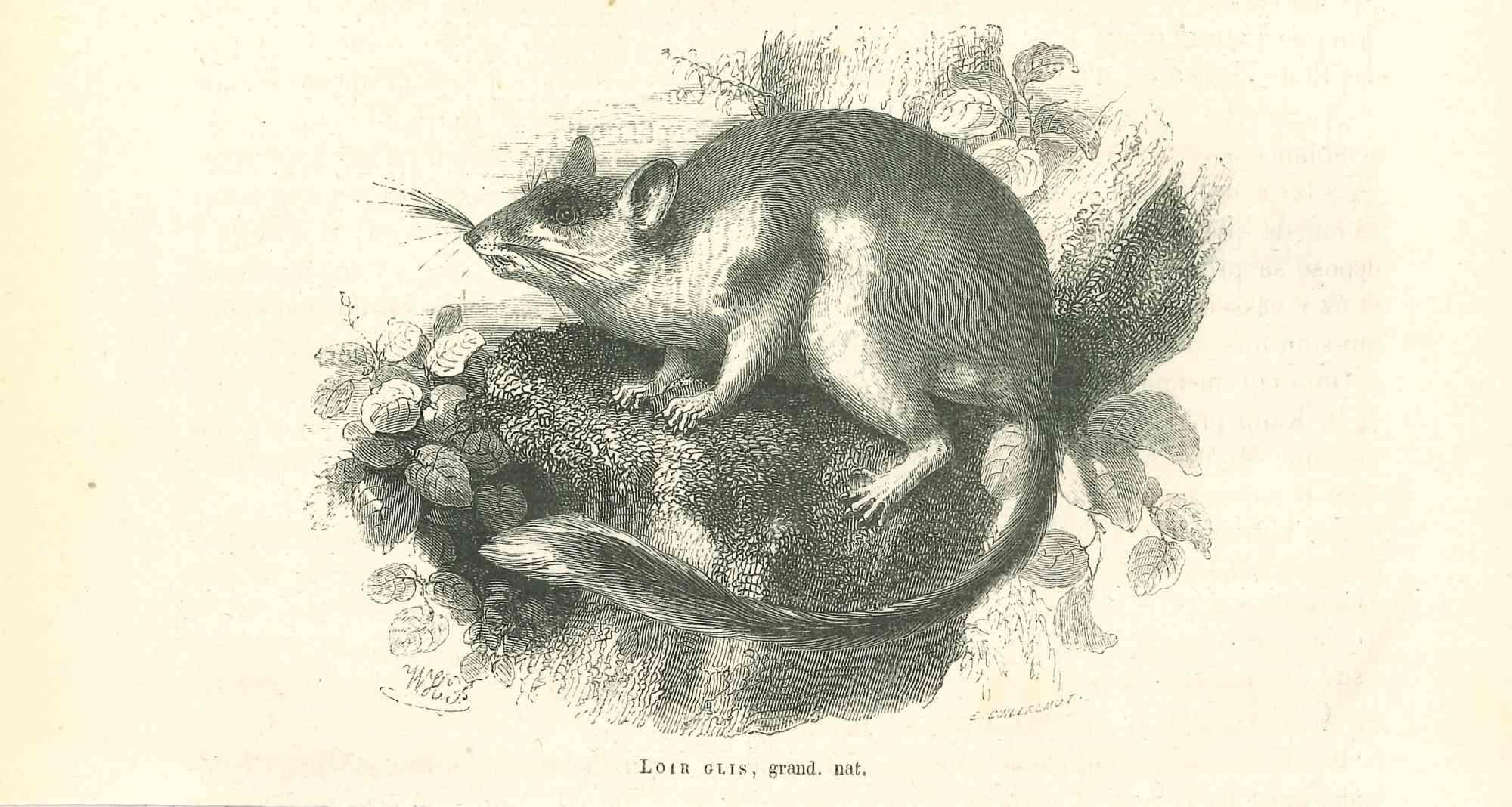 The Mouse - Original Lithograph by Paul Gervais - 1854