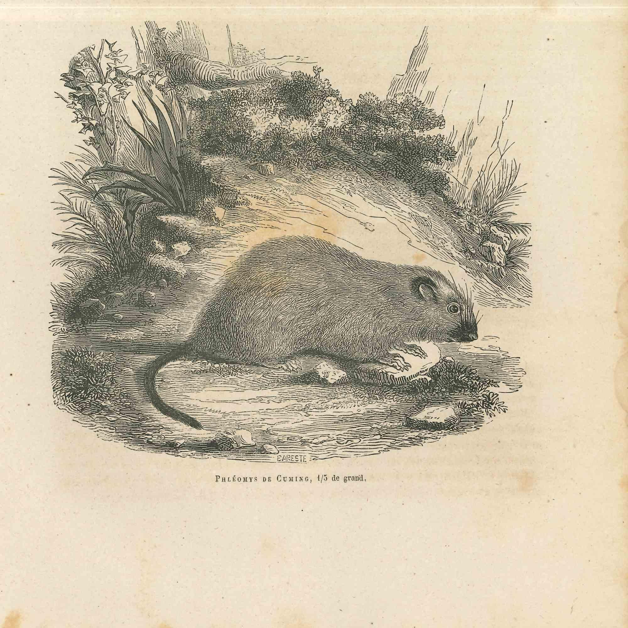 La Souris est une lithographie originale sur papier couleur ivoire, réalisée par Paul Gervais (1816-1879). L'œuvre est tirée de la série "Les Trois Règnes de la Nature", et a été publiée en 1854.

Bonnes conditions avec des taches mineures.

Titré