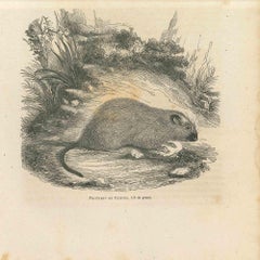 Antique The Mouse - Original Lithograph by Paul Gervais - 1854