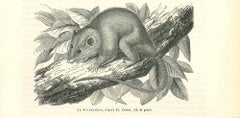 La souris  - Lithographie originale de Paul Gervais - 1854