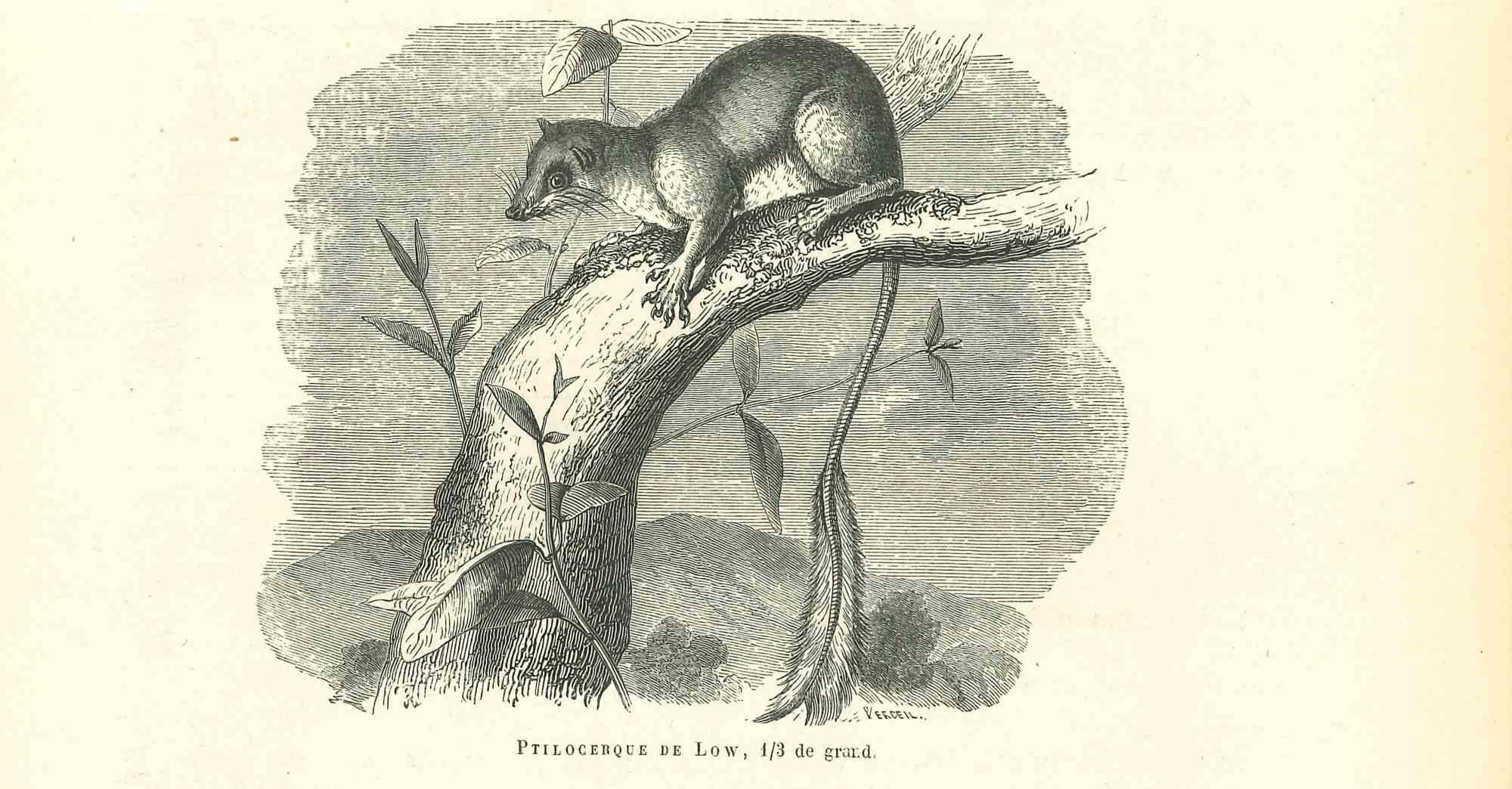 Die Maus ist eine Originallithografie auf elfenbeinfarbenem Papier, die von Paul Gervais (1816-1879) geschaffen wurde. Das Kunstwerk stammt aus der Serie "Les Trois Règnes de la Nature" und wurde 1854 veröffentlicht.

Gute Bedingungen.

Auf der