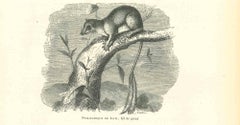 La souris  - Lithographie originale de Paul Gervais - 1854