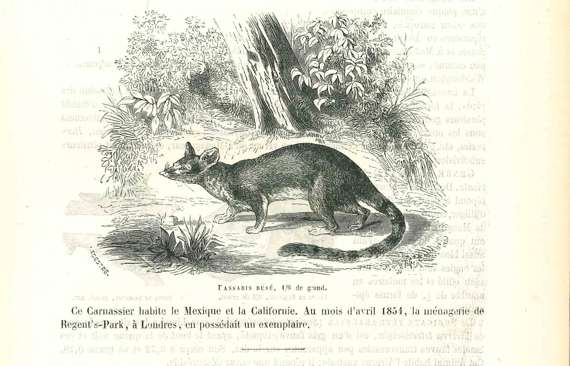 Il topo è una litografia originale su carta color avorio, realizzata da Paul Gervais (1816-1879). L'opera è tratta dalla serie "Les Trois Règnes de la Nature" ed è stata pubblicata nel 1854.

Buone condizioni.

Titolato in basso. Con le note sul