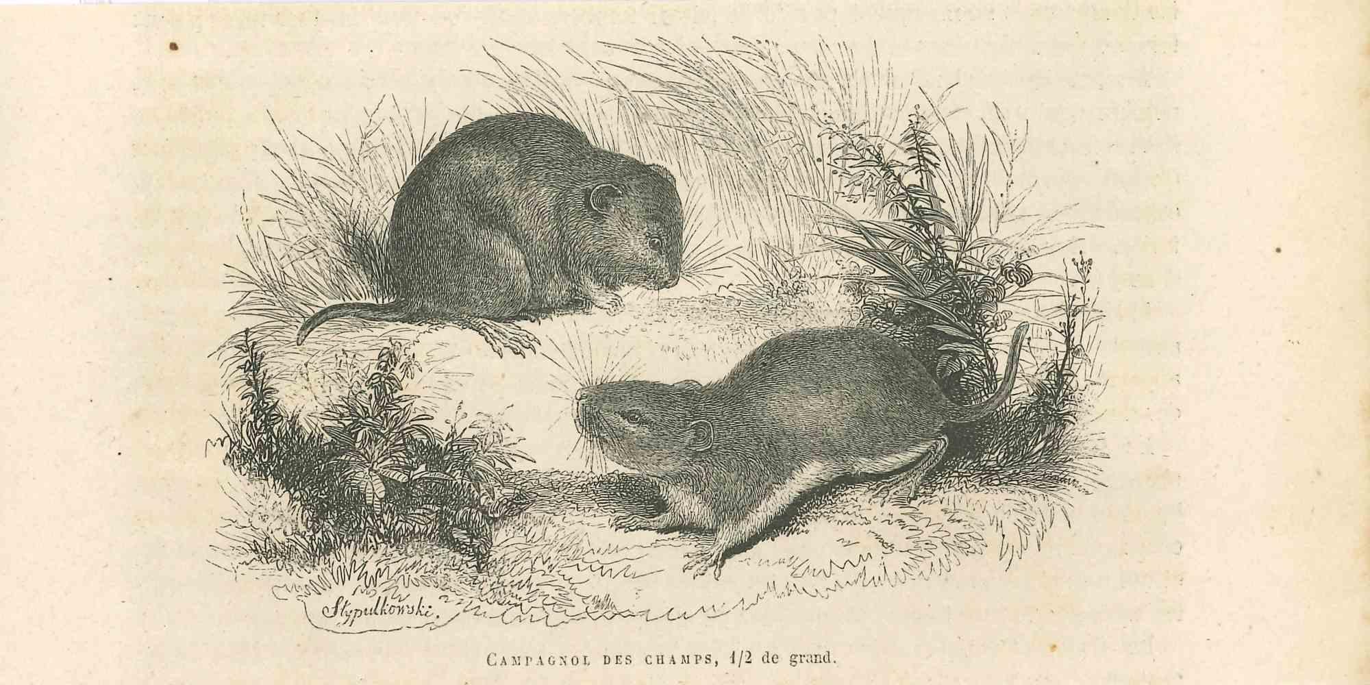 The Mouses is an original lithograph on ivory-colored paper, realized by Paul Gervais (1816-1879). The artwork is from The Series of "Les Trois Règnes de la Nature", and was published in 1854.

Good conditions.

Titled on the lower. With the notes