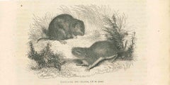 Antique The Mouses - Lithograph by Paul Gervais - 1854