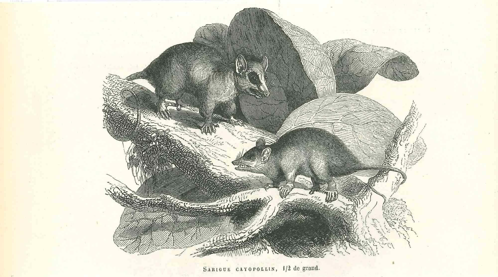 The Mouses is an original lithograph on ivory-colored paper, realized by Paul Gervais (1816-1879). The artwork is from The Series of "Les Trois Règnes de la Nature", and was published in 1854.

Good conditions.

Titled on the lower. With the notes