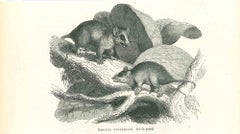 Antique The Mouses - Original Lithograph by Paul Gervais - 1854