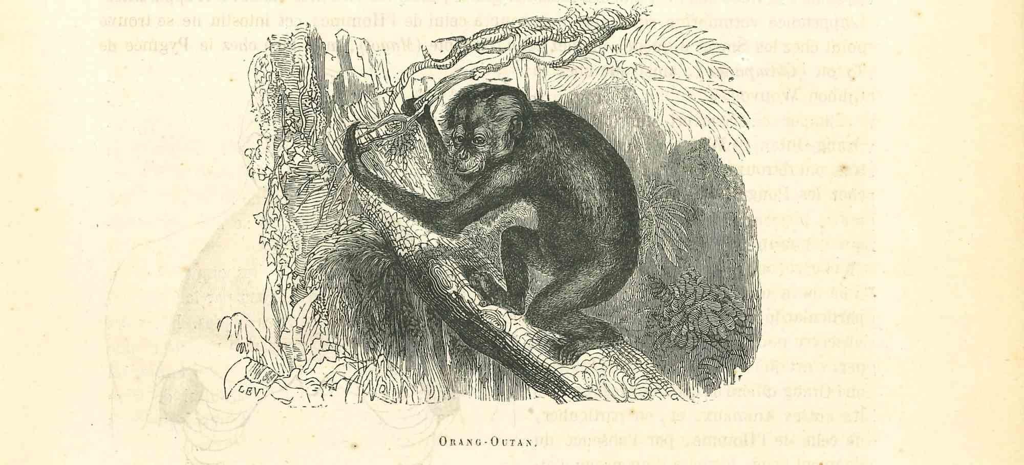 The Orangutan is an original lithograph on ivory-colored paper, realized by Paul Gervais (1816-1879). The artwork is from The Series of "Les Trois Règnes de la Nature", and was published in 1854.

Good conditions.

Titled on the lower. With the