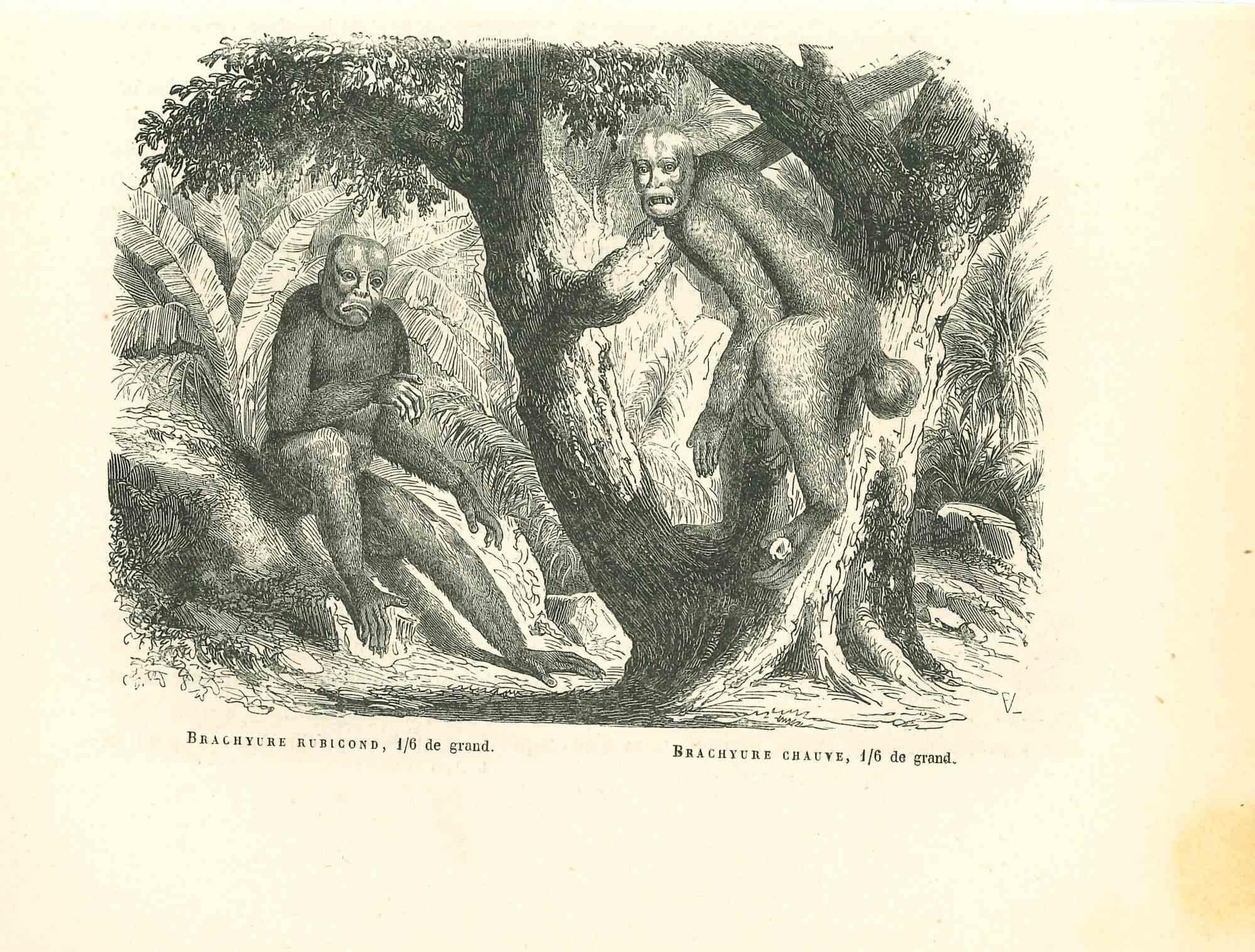 L'Orang-outan est une lithographie originale sur papier couleur ivoire, réalisée par Paul Gervais (1816-1879). L'œuvre est tirée de la série "Les Trois Règnes de la Nature", et a été publiée en 1854.

Bon état avec une petite tache.

Titré sur le