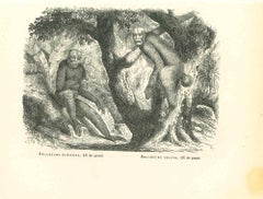 Antique The Orangutan - Original Lithograph by Paul Gervais - 1854