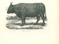 Antique The Ox - Original Lithograph by Paul Gervais - 1854
