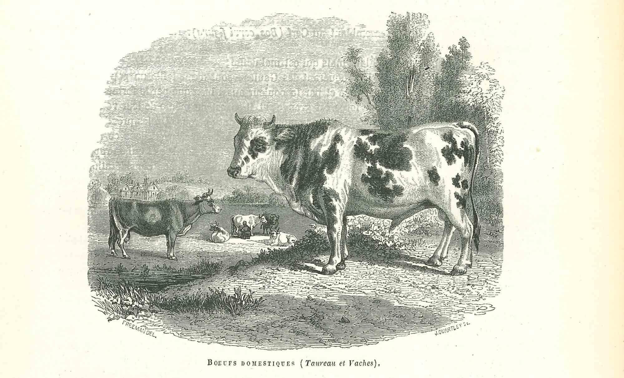 The Ox is an original lithograph on ivory-colored paper, realized by Paul Gervais (1816-1879). The artwork is from The Series of "Les Trois Règnes de la Nature", and was published in 1854.

Good conditions.

Titled on the lower. With the notes on