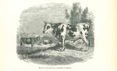 The Ox - Original Lithograph by Paul Gervais - 1854