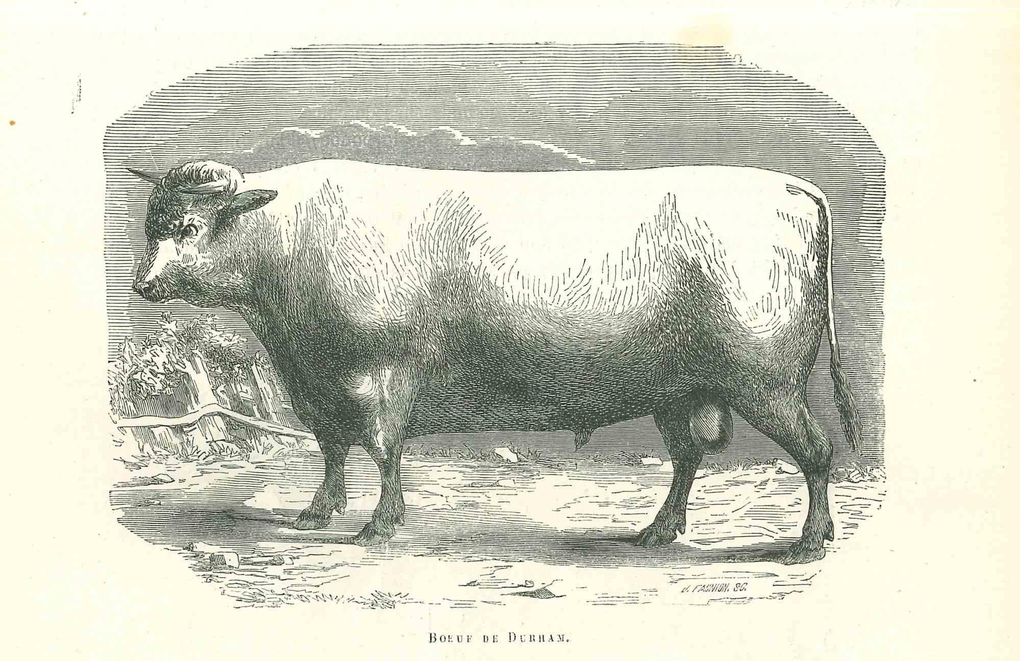Original Lithographie „The Ox“ von Paul Gervais, 1854