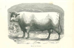 Antique The Ox - Original Lithograph by Paul Gervais - 1854