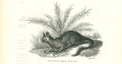 Antique The Rabbit - Lithograph by Paul Gervais - 1854
