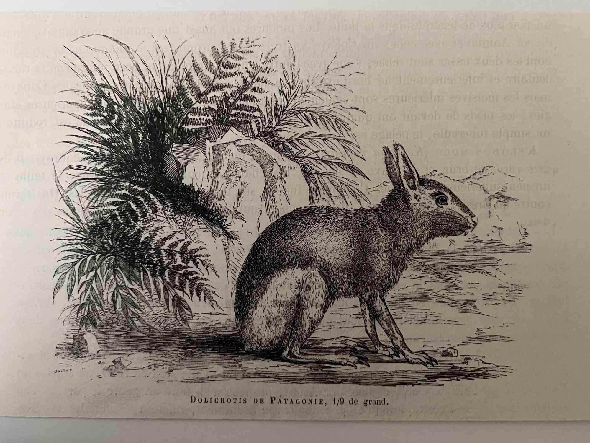 The Rabbit is an original lithograph on ivory-colored paper, realized by Paul Gervais (1816-1879). The artwork is from The Series of "Les Trois Règnes de la Nature", and was published in 1854.

Good conditions.

Titled on the lower. With the notes