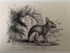 The Rabbit - Original Lithograph by Paul Gervais - 1854