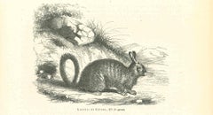 The Rabbit - Original Lithograph by Paul Gervais - 1854