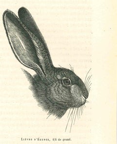 The Rabbit - Original Lithograph by Paul Gervais - 1854