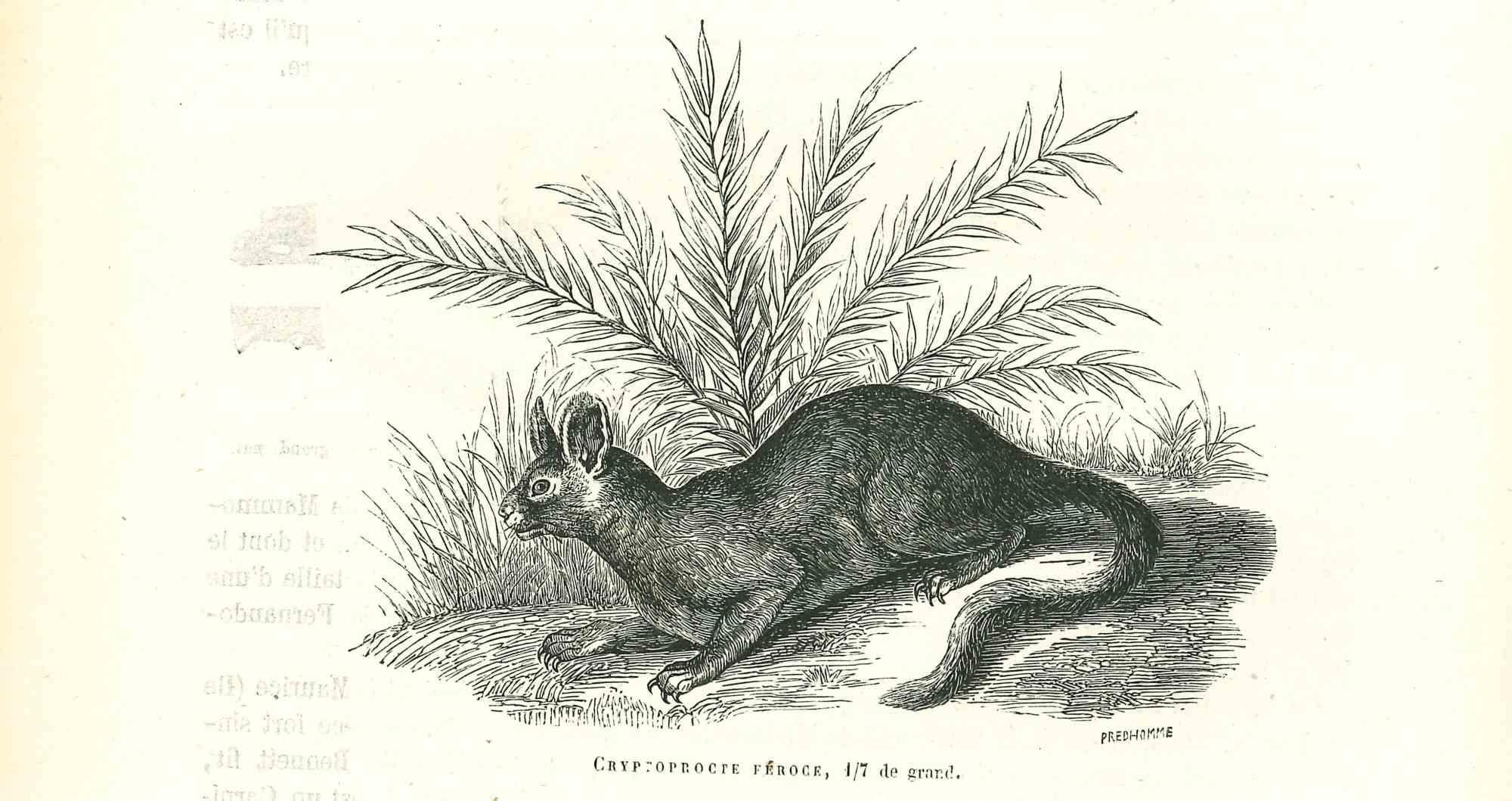 The Rabbit is an original lithograph on ivory-colored paper, realized by Paul Gervais (1816-1879). The artwork is from The Series of "Les Trois Règnes de la Nature", and was published in 1854.

Good conditions.

Titled on the lower. With the notes