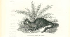 Antique The Rabbit - Original Lithograph by Paul Gervais - 1854