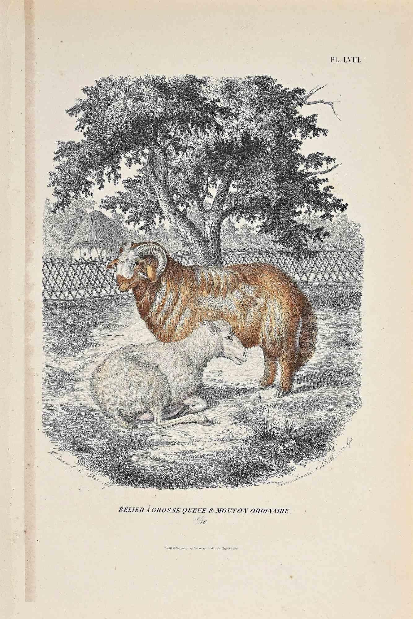 The Ram And Sheep is an original colored lithograph on ivory-colored paper, realized by Paul Gervais (1816-1879). The artwork is from The Series of "Les Trois Règnes de la Nature", and was published in 1854.

Good conditions with minor