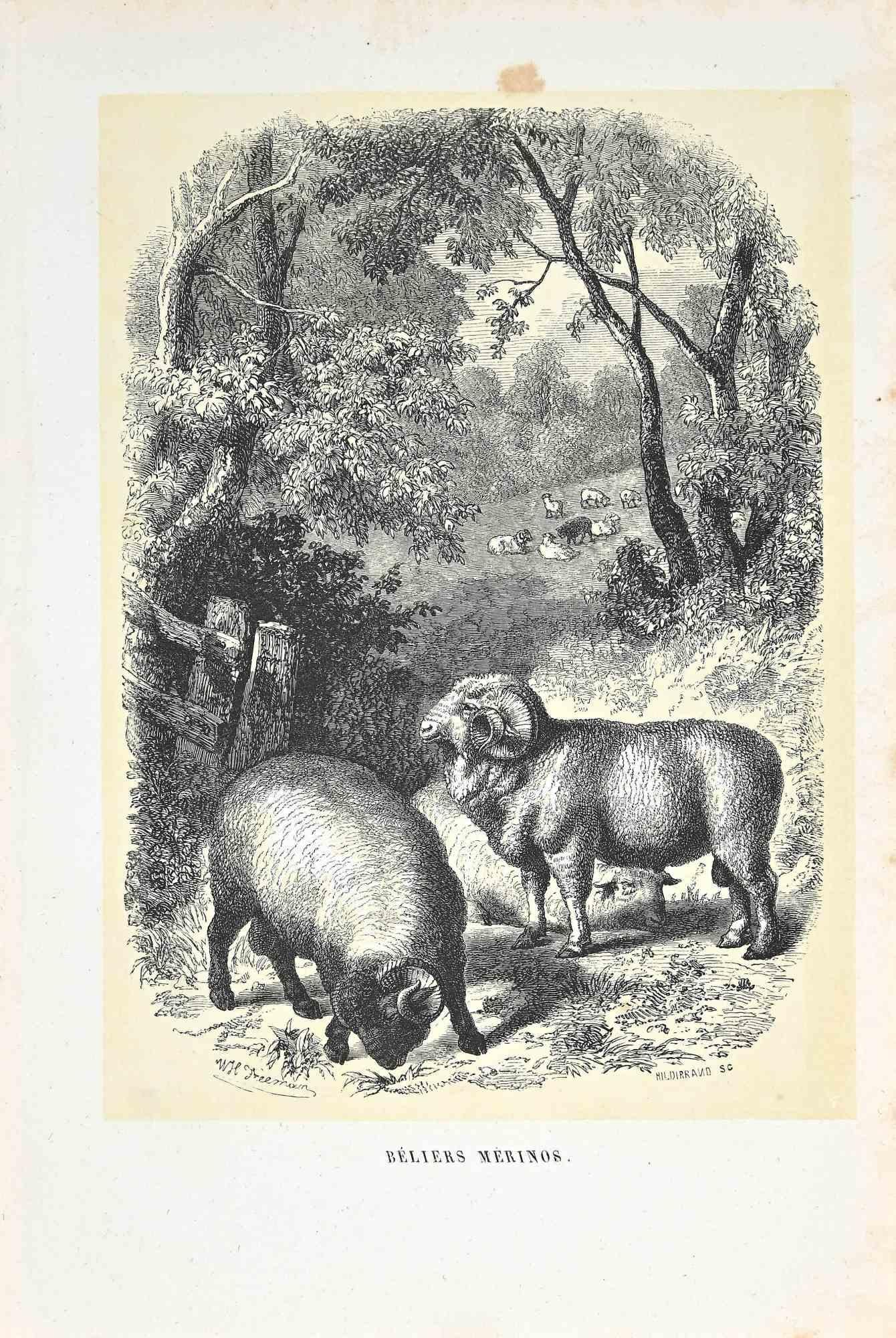Le Rams est une lithographie originale sur papier couleur ivoire, réalisée par Paul Gervais (1816-1879). L'œuvre est tirée de la série "Les Trois Règnes de la Nature", et a été publiée en 1854.

Bonnes conditions avec de légères rousseurs.

Titré
