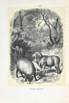 Les béliers - Lithographie originale de Paul Gervais - 1854