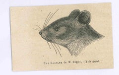 Antique The Rat - Original Lithograph by Paul Gervais - 1854