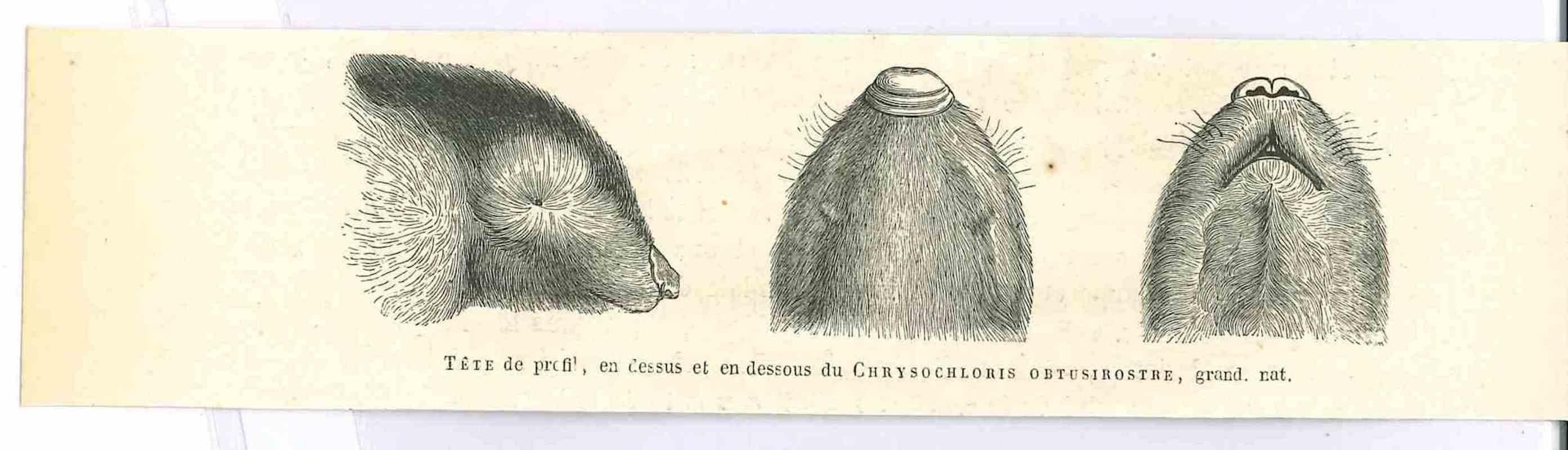 Paul Gervais  Figurative Print – The Rat – Lithographie von Paul Gervais, 1854
