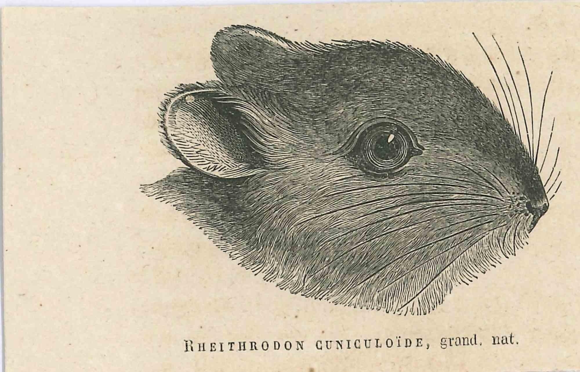 The Rat - Original Lithograph by Paul Gervais - 1854