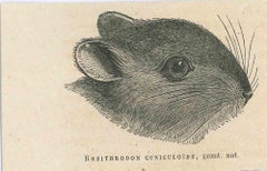 The Rat – Originallithographie von Paul Gervais, 1854