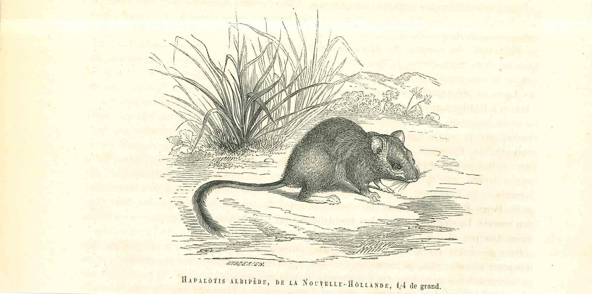 The Rat - Original Lithograph by Paul Gervais - 1854