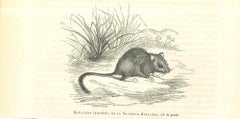 Antique The Rat - Original Lithograph by Paul Gervais - 1854