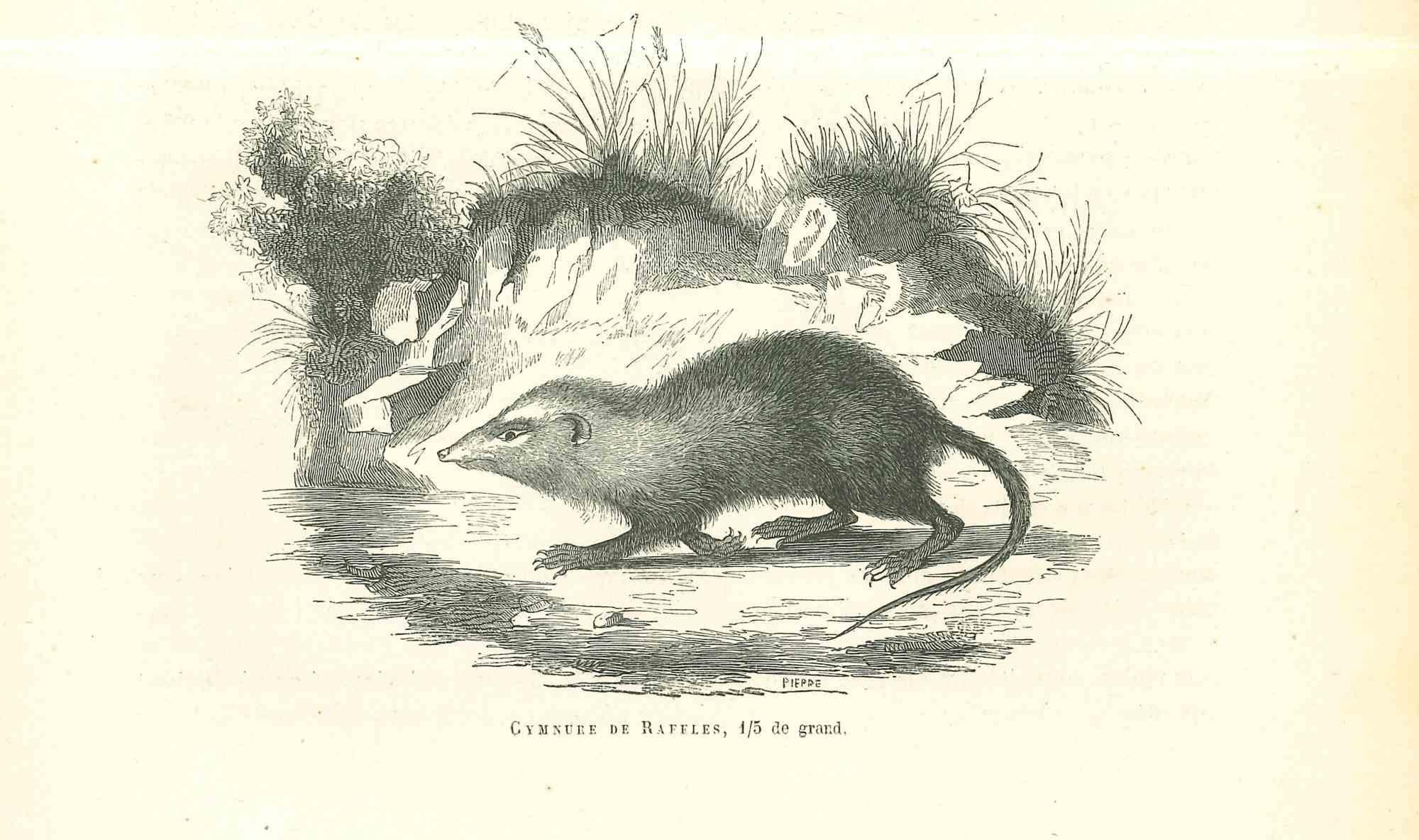 The Rat - Original Lithograph by Paul Gervais - 1854