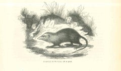 Antique The Rat - Original Lithograph by Paul Gervais - 1854