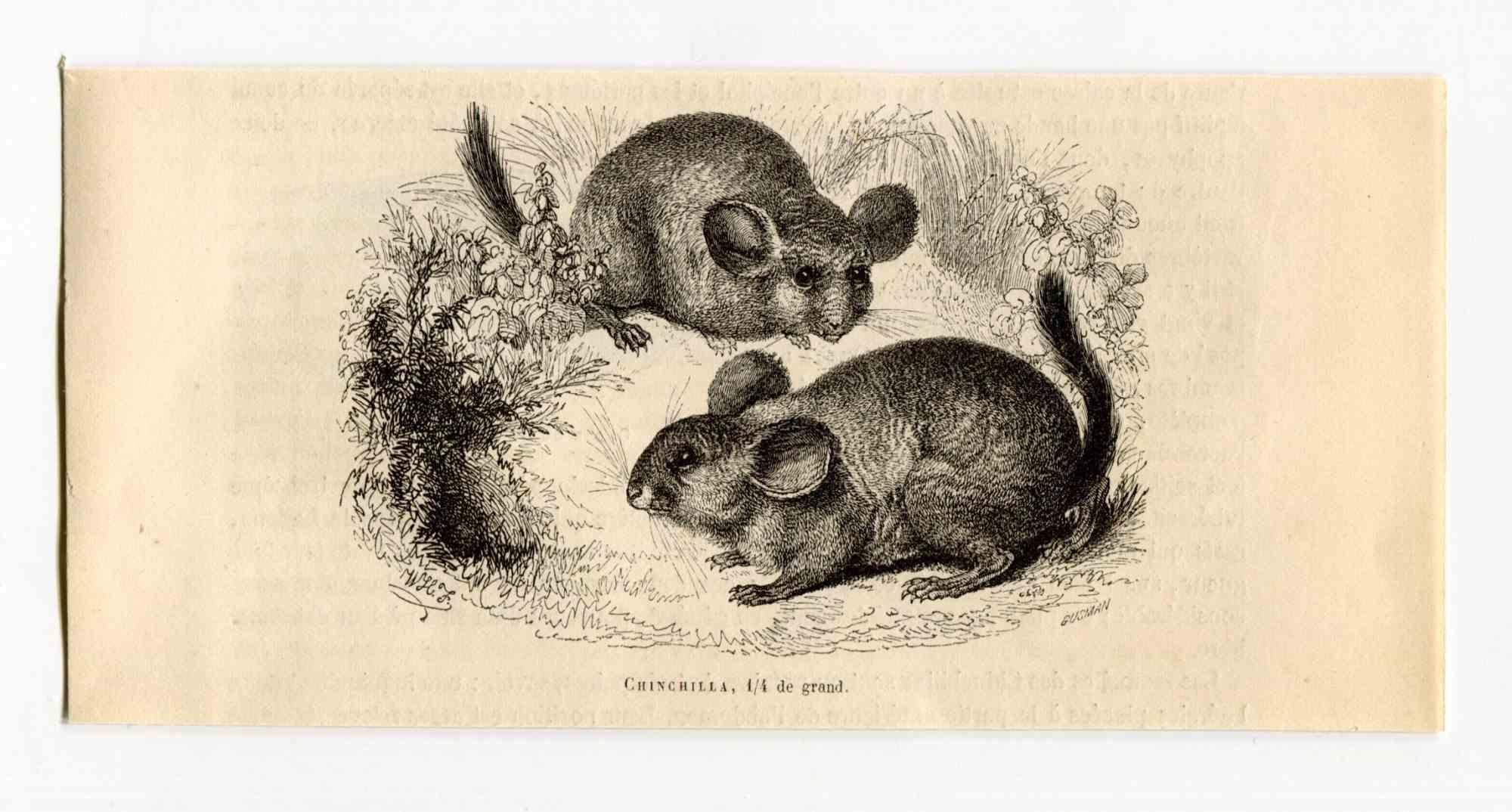 Les rats - Lithographie de Paul Gervais - 1854