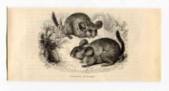 The Rats - Lithograph by Paul Gervais - 1854