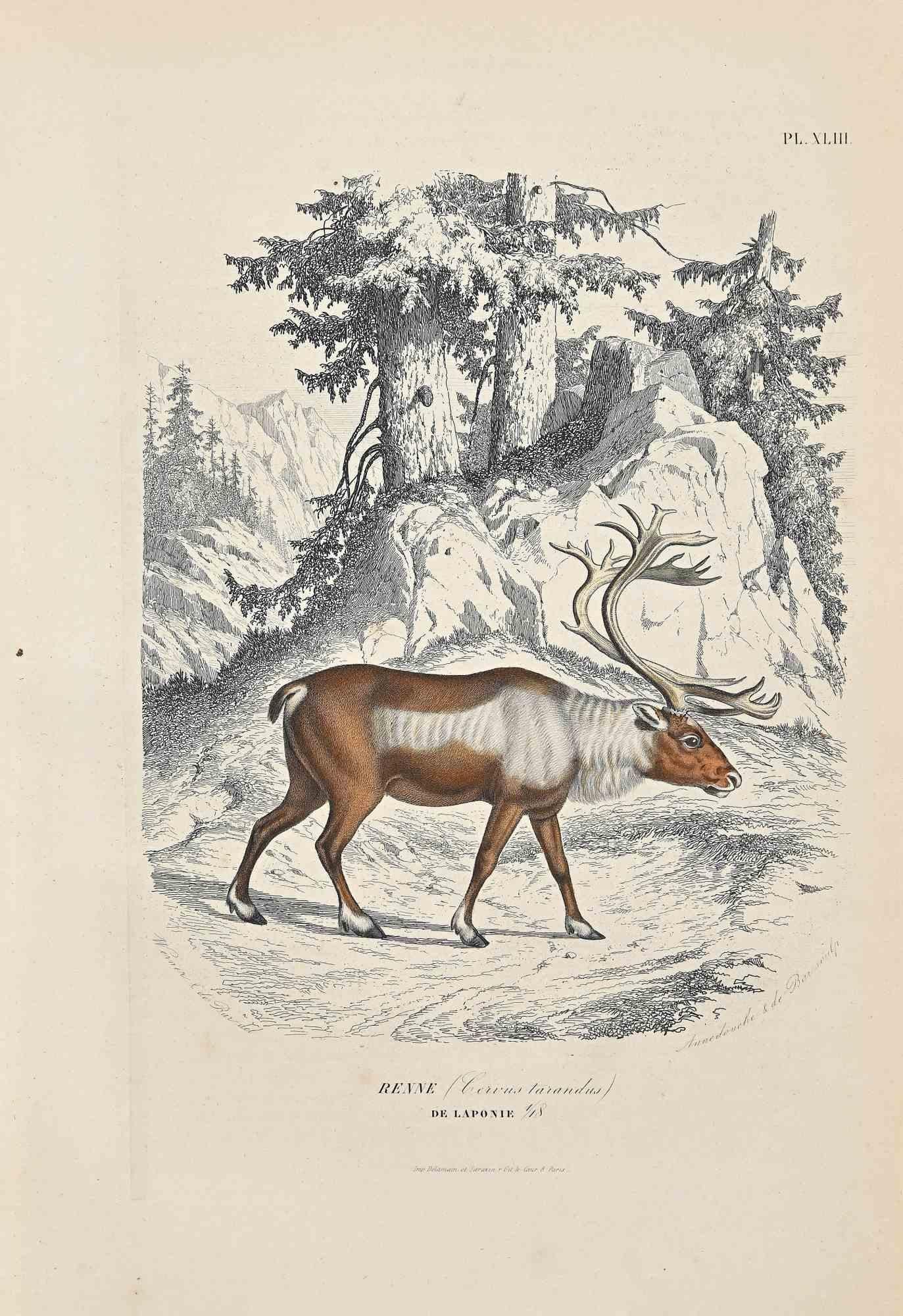 The Reindeer is an original colored lithograph on ivory-colored paper, realized by Paul Gervais (1816-1879). The artwork is from the series of "Les Trois Règnes de la Nature", and was published in 1854.

Good conditions.

Titled on the lower.

The